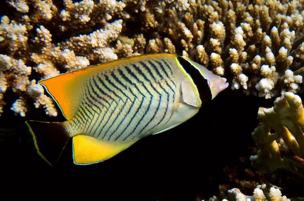 Chevron butterflyfish — Stockfoto