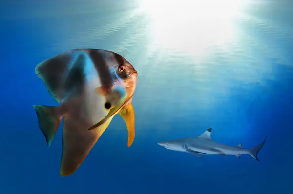 Fin Spadefish (Platax teira) — Stockfoto