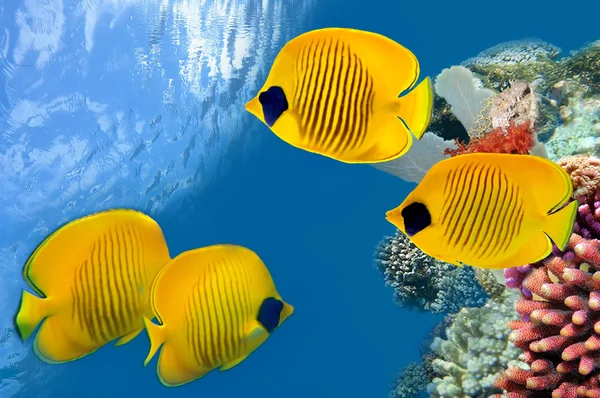 Masked Butterfly Fish. — Stock Photo, Image