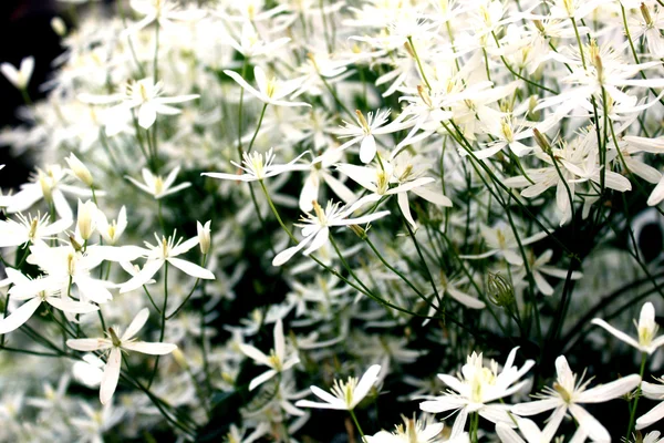 Krzew z białych kwiatów letnich słoneczny dzień — Zdjęcie stockowe