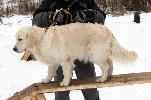 Exercise training retriever dogs — Stock Photo, Image