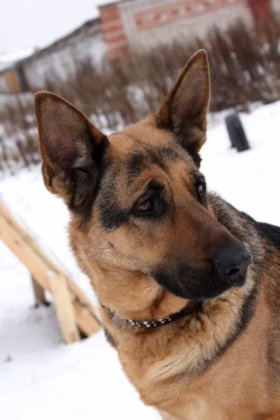 Πορτρέτο Γερμανικού Ποιμενικού σκύλου — Φωτογραφία Αρχείου