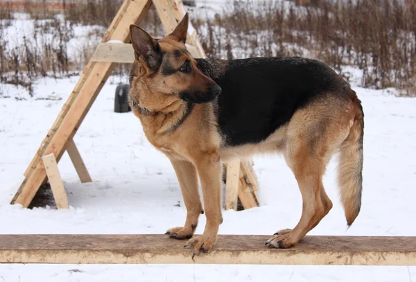 Alman çoban köpekleri için eğitim hizmeti — Stok fotoğraf