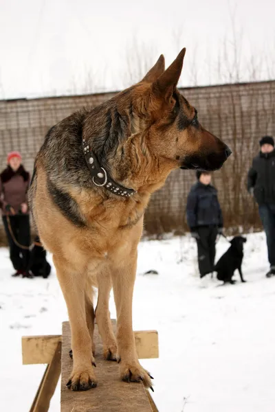 Entrenamiento de servicio para perros pastor alemanes —  Fotos de Stock