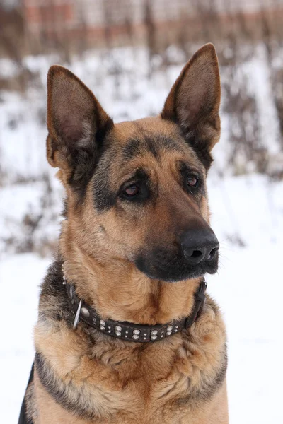 Portrait d'un chien berger allemand — Photo