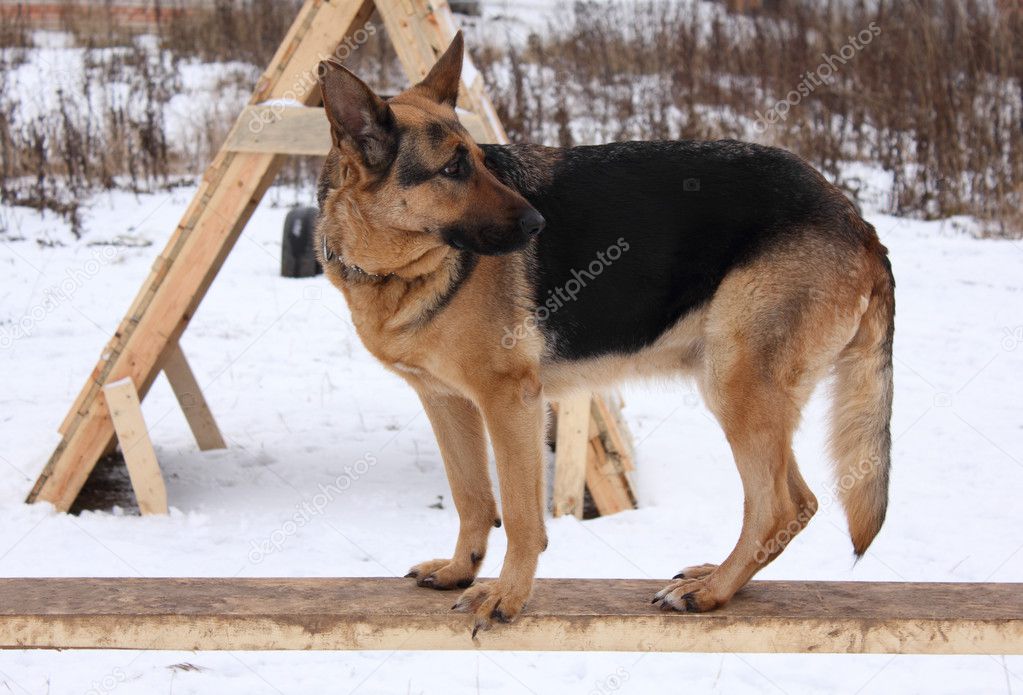 Service training for German Shepherd Dogs