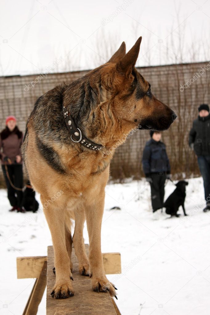 Service training for German Shepherd Dogs