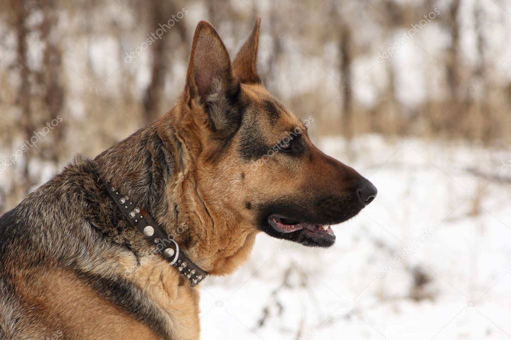 Portrait of a german shepherd dog in profile