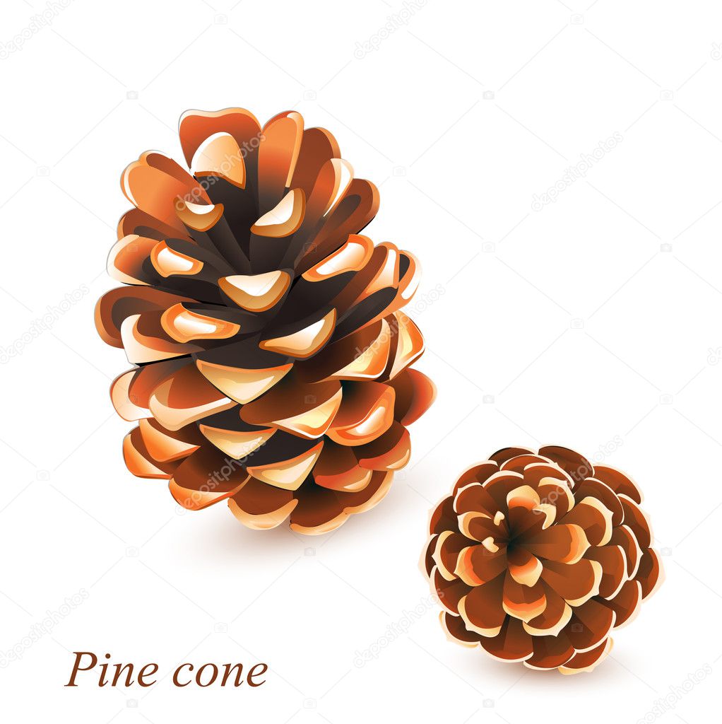 Vector Pine cones isolated on white