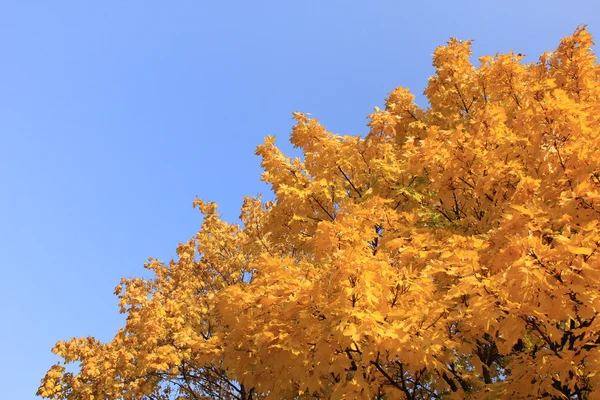 Tree in Autumn — Stock Photo, Image