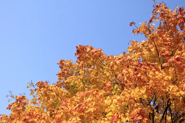 Stock image Tree in Autumn