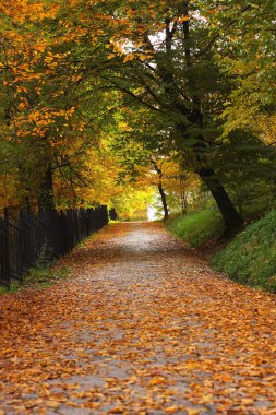 Autumn alley