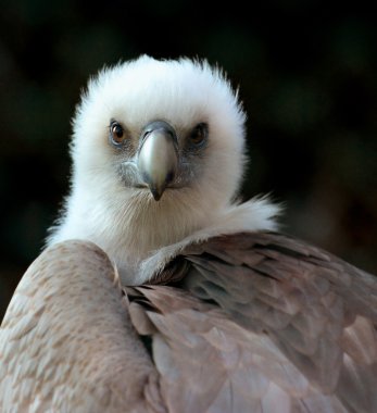 kartal yakın çekim