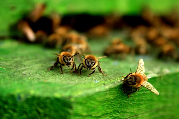 Zdjęcia makro pracy pszczół — Zdjęcie stockowe