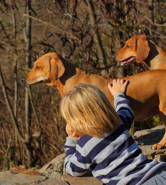 Kid with his dogs — Stock Photo, Image