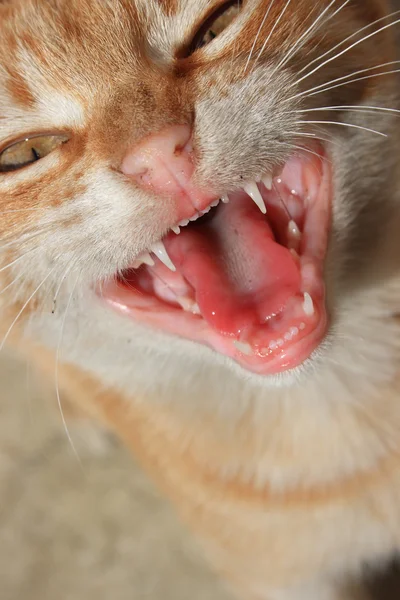 Kırmızı kedi — Stok fotoğraf