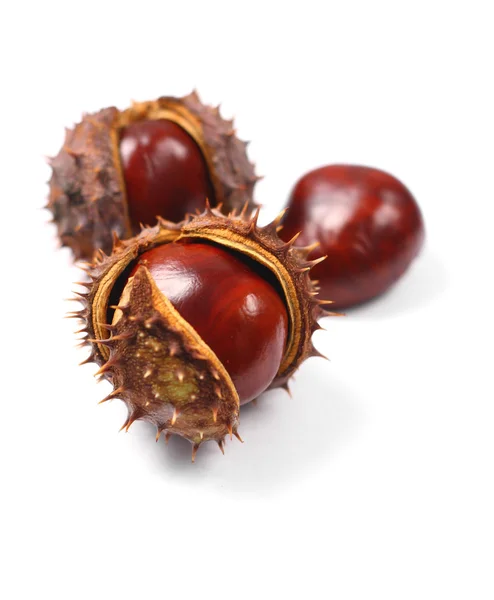 stock image Chestnuts