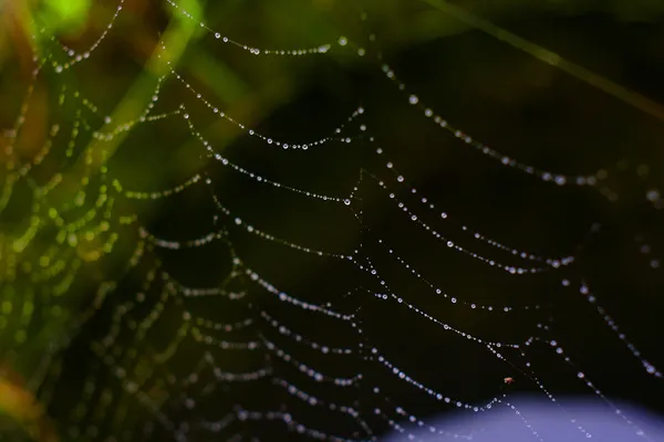 Örümcek ağındaki çiğ tanesi — Stok fotoğraf