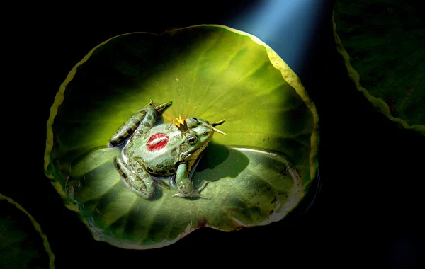 在聚光灯下的青蛙王子 — 图库照片