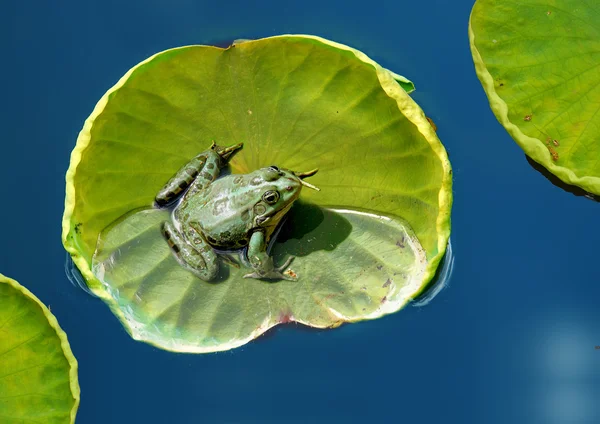 Лягушка отдыхает на листе лотоса — стоковое фото