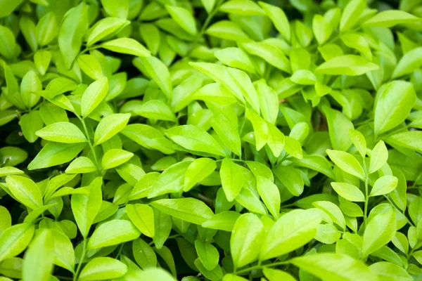 Färska gröna blad. — Stockfoto