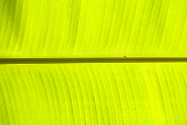 stock image Banana leaf