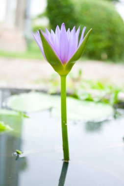 The Blue Lotus. clipart