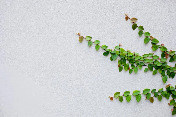 stock image Leaves, and old walls.