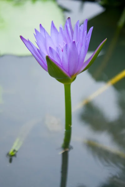 Blå lotus. — Stockfoto