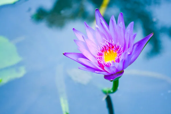 Mavi lotus. — Stok fotoğraf