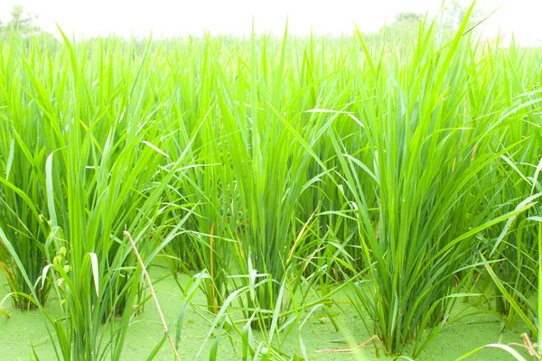 Campos de arroz . — Fotografia de Stock