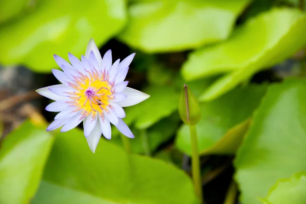Der blaue Lotus. — Stockfoto