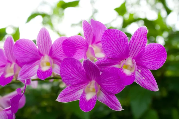 Orchideeën. — Stockfoto