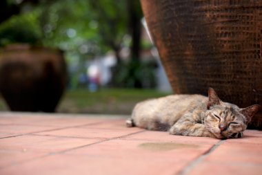 bir kedi uyurken.