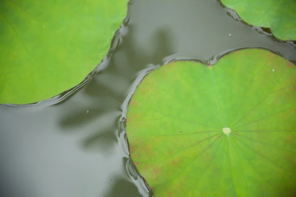Lotus leaf. — Stock Photo, Image