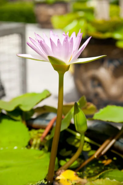 Lotus im Teich. — Stockfoto