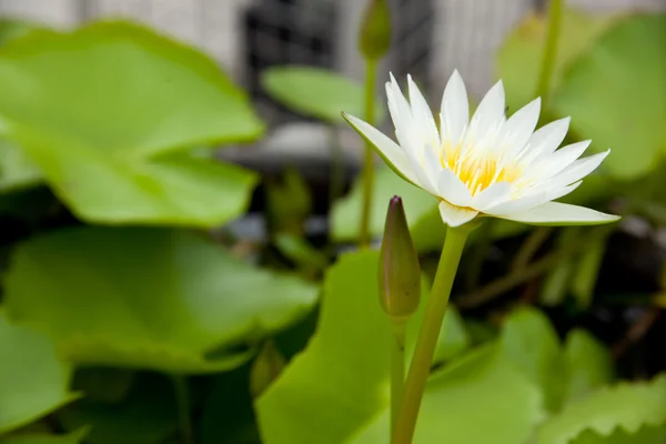 Lotus i dammen. — Stockfoto