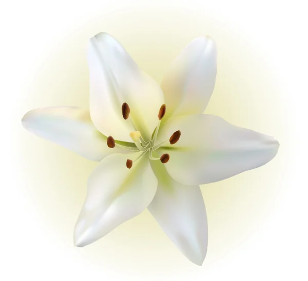 Белая лилия — стоковый вектор