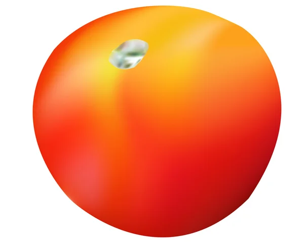 Tomate maduro — Vetor de Stock