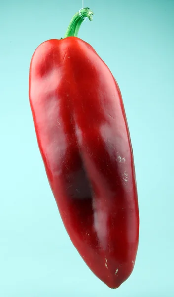 Piros chili paprika — Stock Fotó