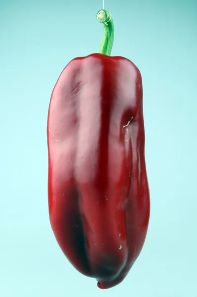 Červené chilli papričky — Stock fotografie