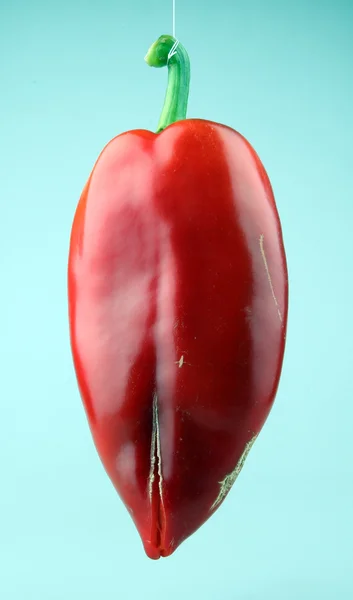 红辣椒 — 图库照片