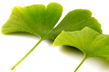 Ginkgo biloba clipart