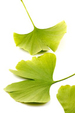 Ginkgo biloba