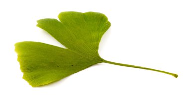 Ginkgo biloba