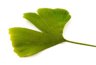 Ginkgo biloba