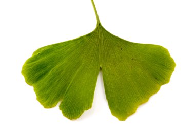 Ginkgo biloba