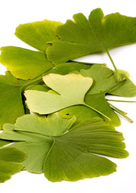 Ginkgo biloba clipart