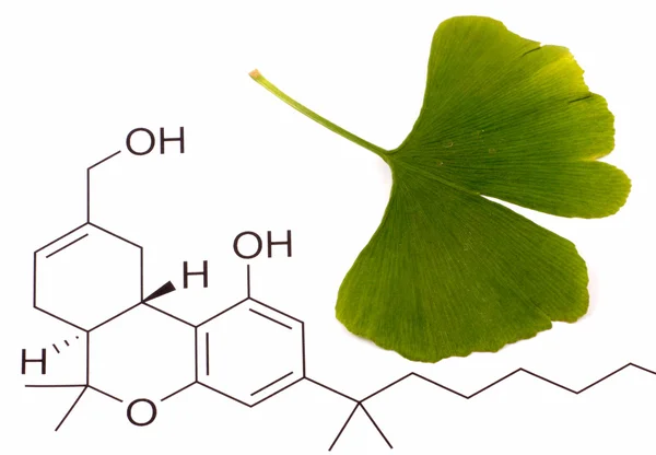 Stock image Ginkgo biloba