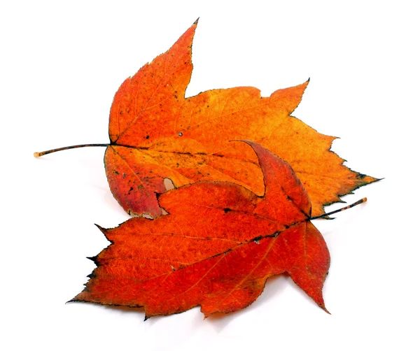 Varias hojas de otoño — Foto de Stock